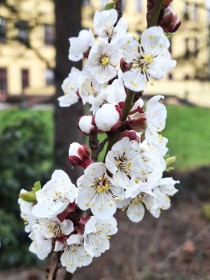 Květy jara, HK 3. dubna 2026