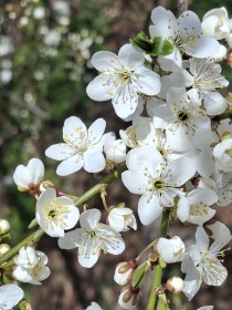 Květy jara, HK 27. března 2026