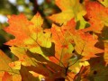 Podzim *26a
