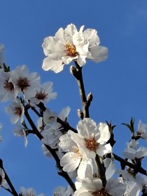 Květy jara, HK 17. března 2026