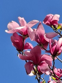 Květy, HK 5. dubna 2026