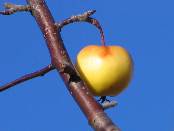 09  Jablko  