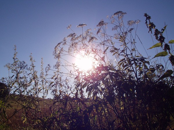 Slunce v trv